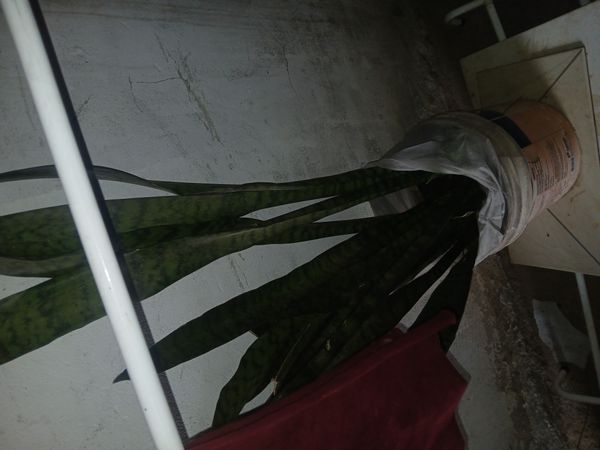 Identificação da planta Espada de São Jorge por foto