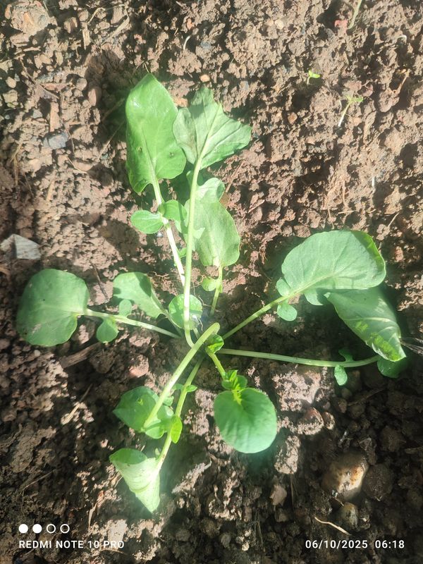 Identificação da planta Nabo-bravo por foto