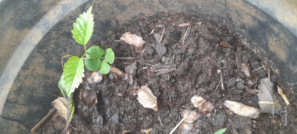 Identificação da planta Jade rastejante por foto