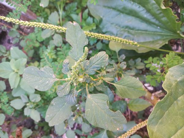 Identificação da planta Breudo por foto