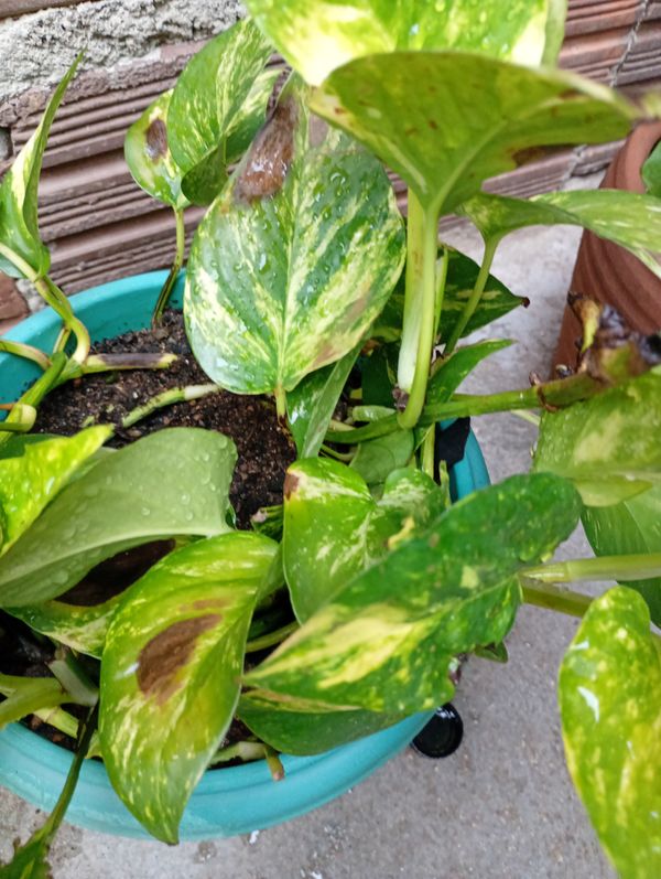 Identificação da planta Jiboia por foto