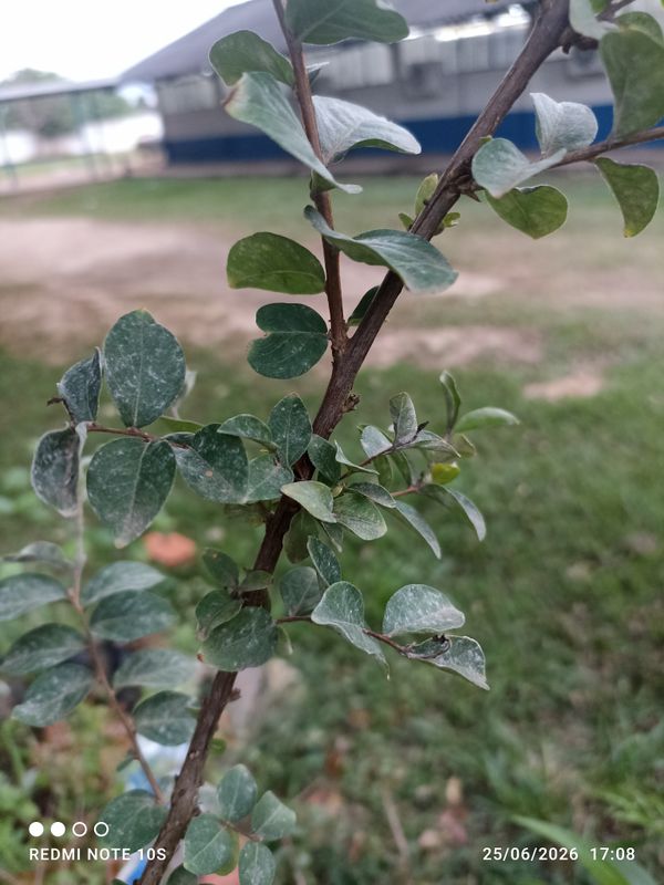 Identificação da planta Resedá-flor-da-rainha por foto