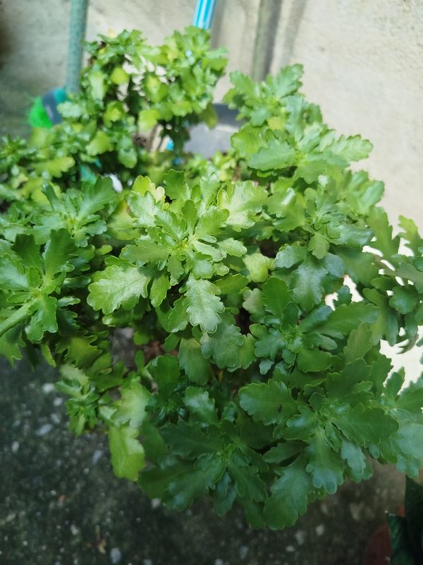 Identificação da planta Saião por foto