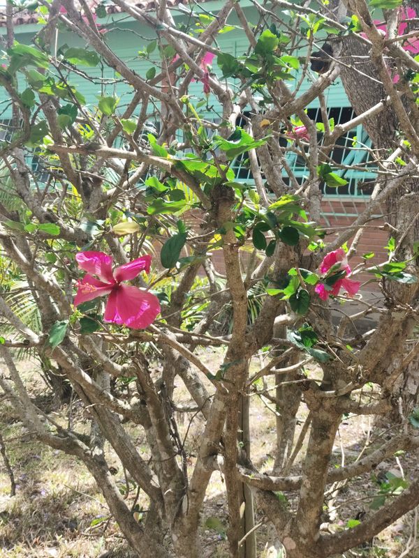 Identificação da planta Hibisco por foto