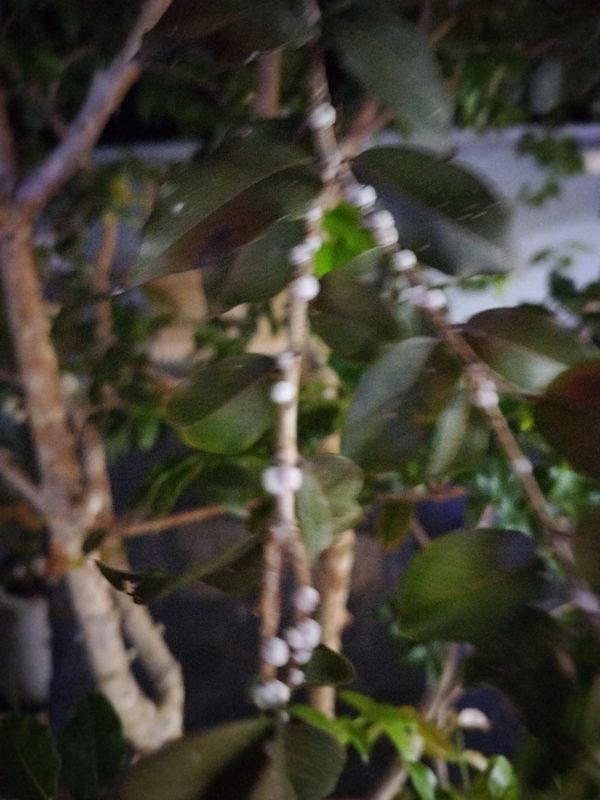 Identificação da planta Cambucá por foto