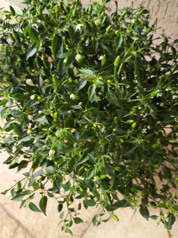 Identificação da planta Malagueta por foto