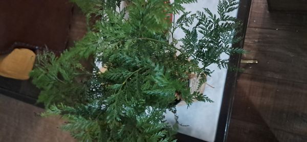 Identificação da planta Renda Portuguesa por foto