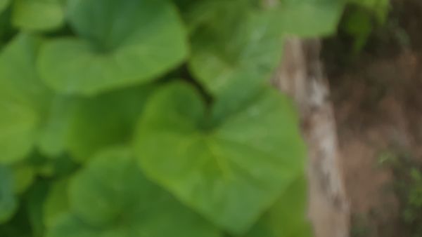 Identificação da planta Adenocaulon himalaicum por foto