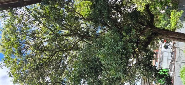 Identificação da planta Sem nome popular por foto