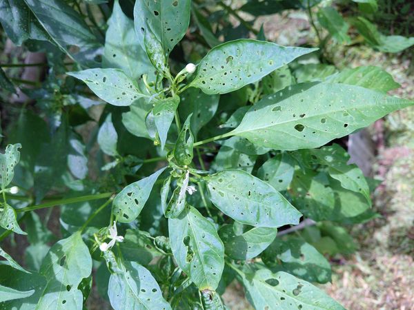 Identificação da planta Pimenta por foto