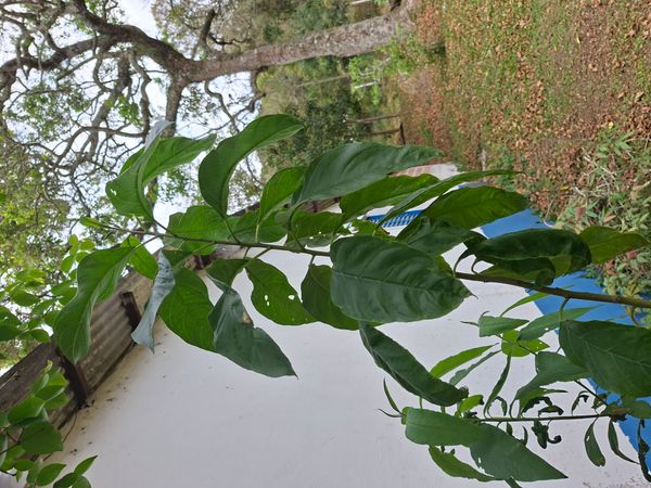 Identificação da planta Pau dalho por foto
