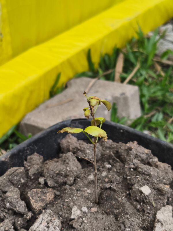 Identificação da planta Lichia por foto