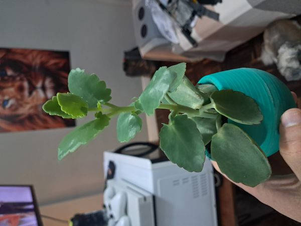 Identificação da planta Madagascar por foto