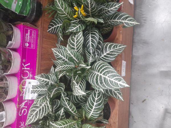 Identificação da planta Planta zebra por foto