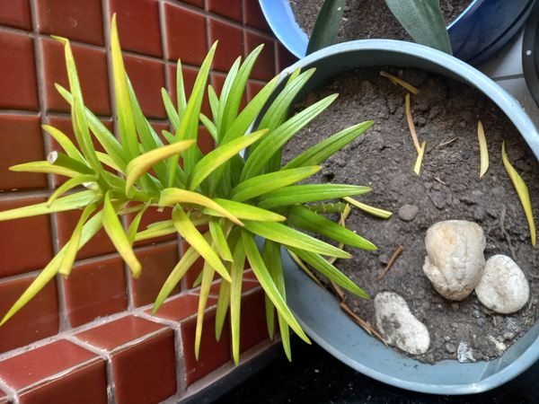 Identificação da planta Lírio por foto