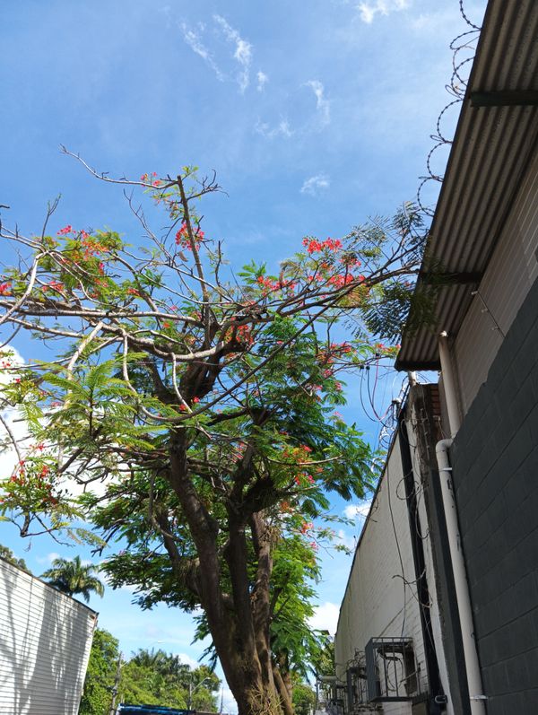 Identificação da planta Flamboyant por foto