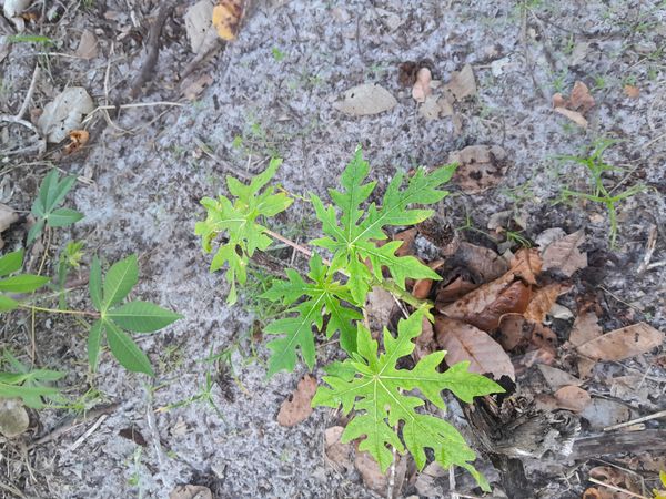 Identificação da planta Mamão por foto