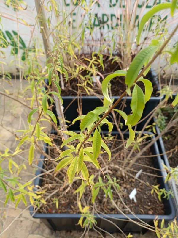 Identificação da planta Lúcia-lima por foto