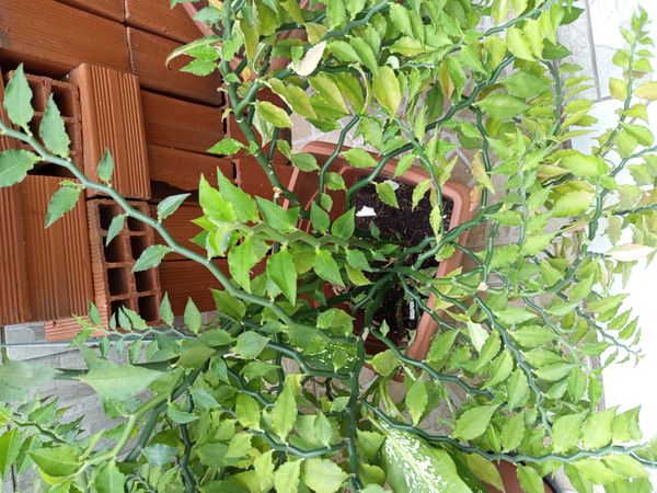 Identificação da planta Dois Amores por foto
