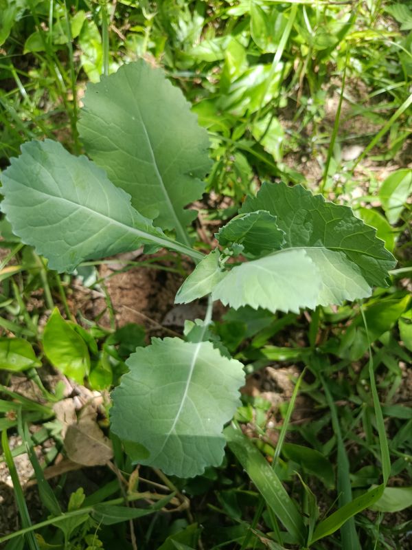 Identificação da planta Nabo por foto