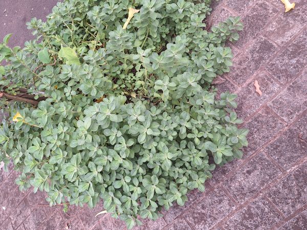 Identificação da planta Coração-roxo por foto