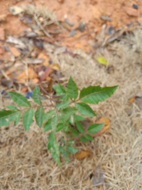 Identificação da planta Neem por foto