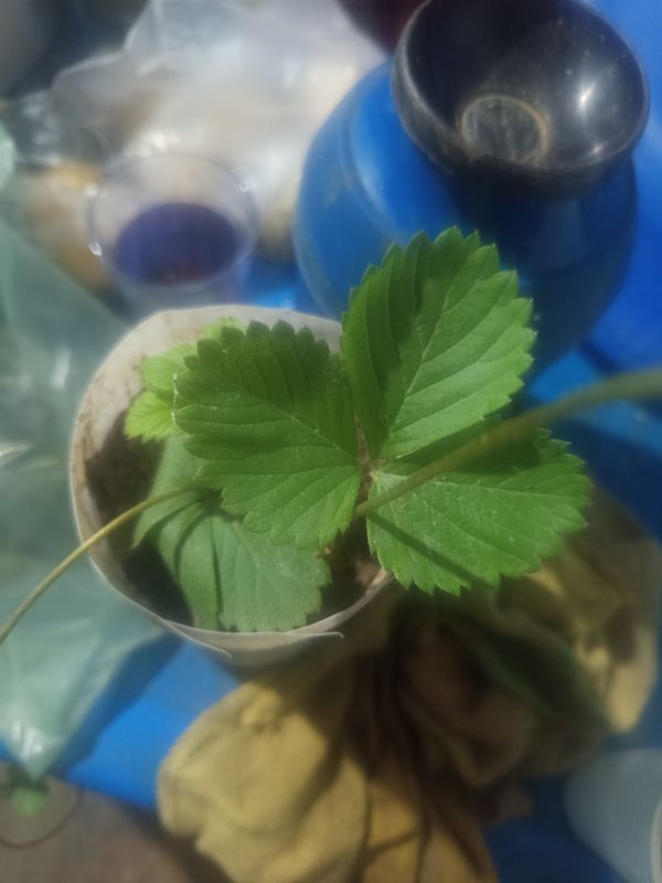 Identificação da planta morangueiro por foto