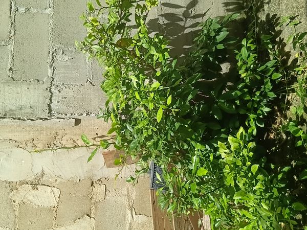 Identificação da planta Limão galego por foto