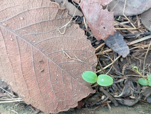 Identificação da planta Sem nome popular no Brasil por foto