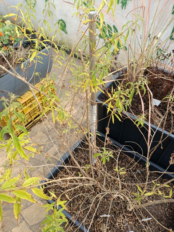 Identificação da planta Lúcia-lima por foto