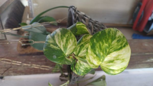Identificação da planta Jiboia por foto