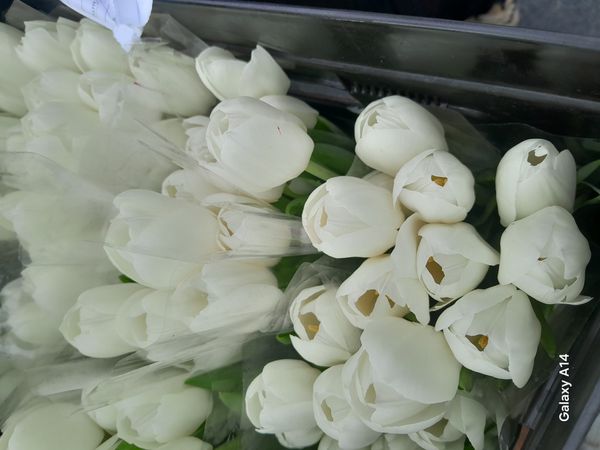 Identificação da planta Tulipa por foto