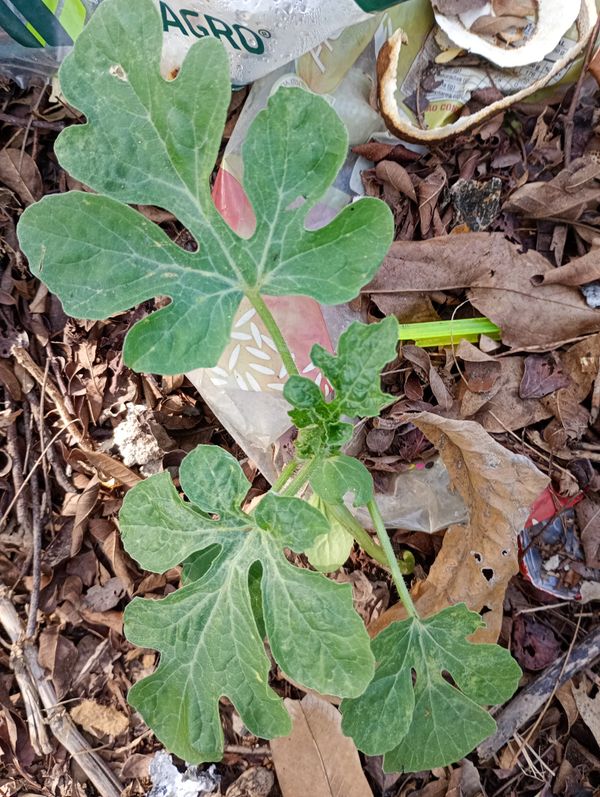 Identificação da planta Melancia por foto