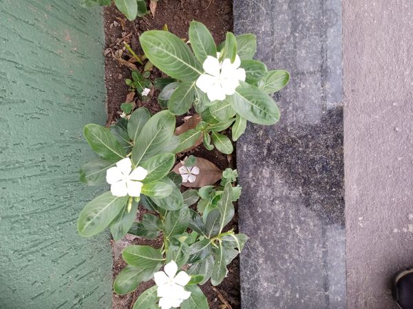 Identificação da planta Vinca por foto
