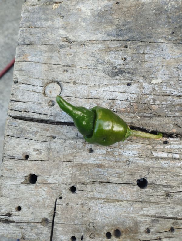 Identificação da planta Pimenta por foto