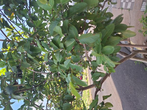 Identificação da planta Goiabeira por foto