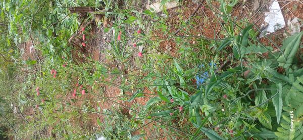 Identificação da planta Pincel-de-estudante por foto