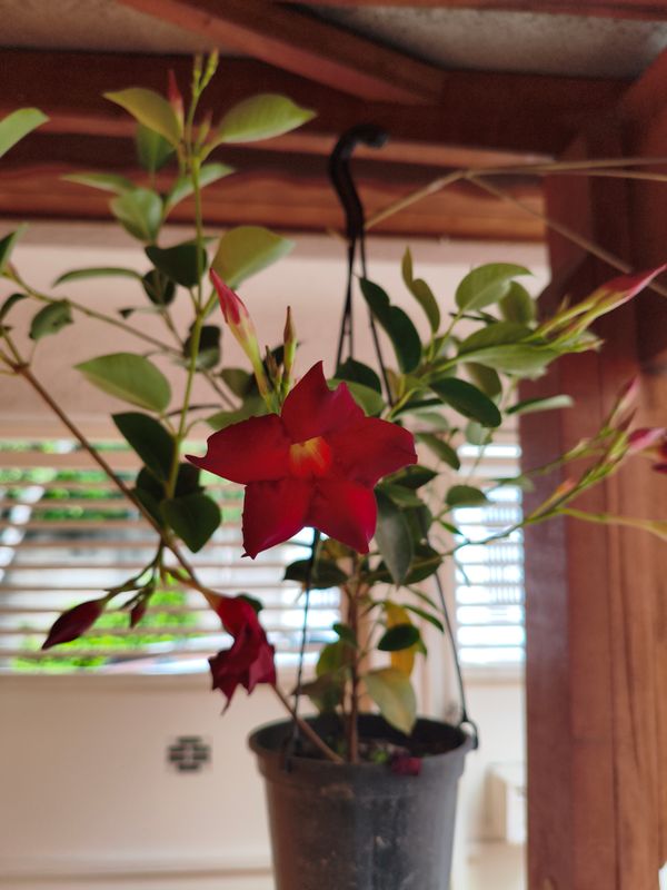 Identificação da planta Dipladênia por foto