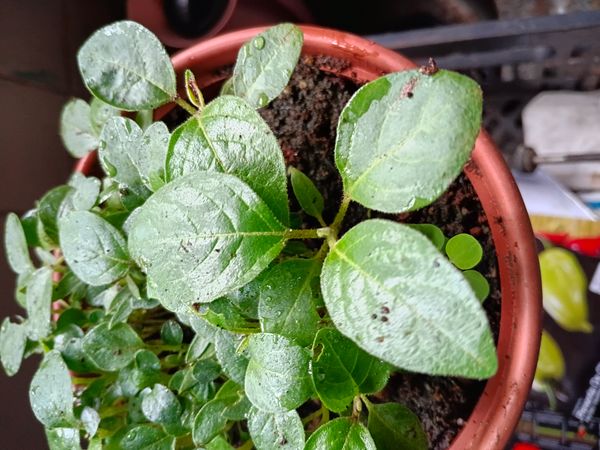 Identificação da planta Pimenta dedo de moça por foto