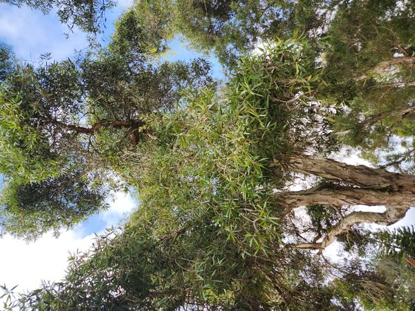 Identificação da planta Escova de garrafa por foto