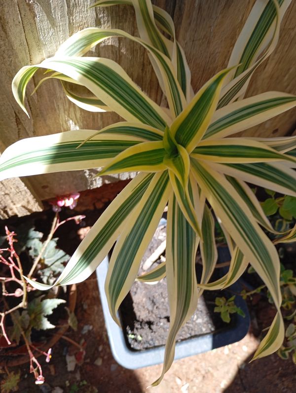 Identificação da planta Pleomele por foto