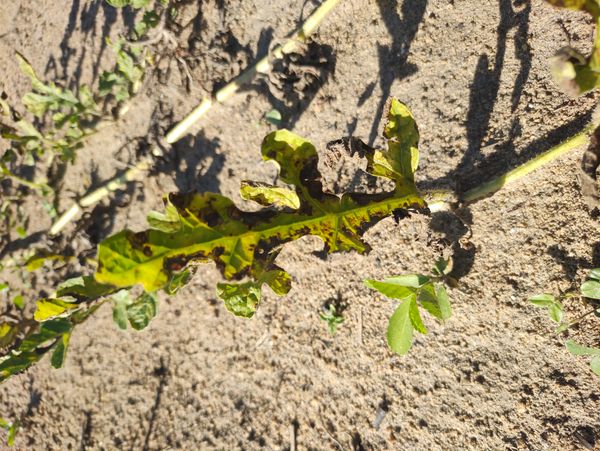 Identificação da planta Melancia por foto