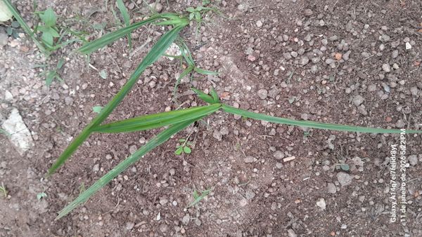 Identificação da planta Tiririca por foto