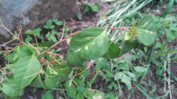 Identificação da planta Primavera por foto