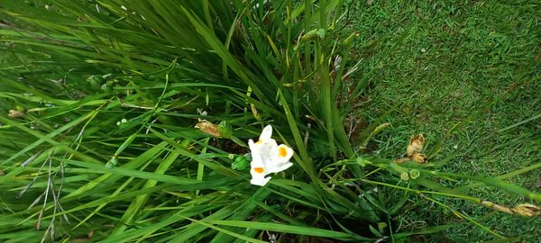 Identificação da planta Lírio-do-brejo por foto