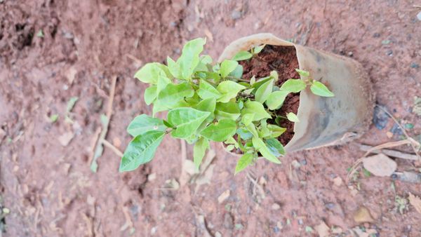 Identificação da planta Maracujá por foto