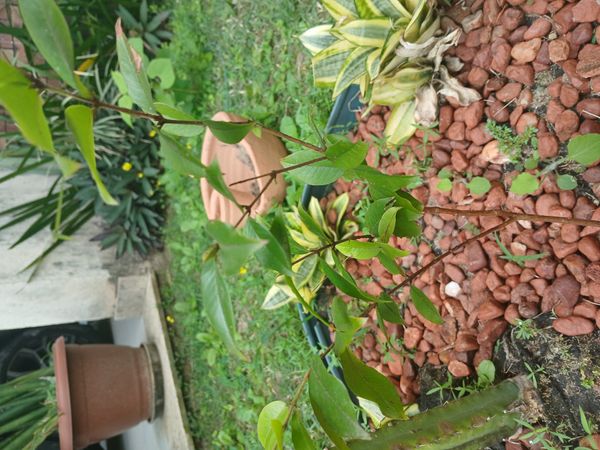 Identificação da planta Jabuticaba-paulista por foto