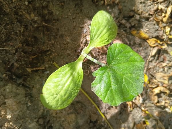Identificação da planta Melão por foto