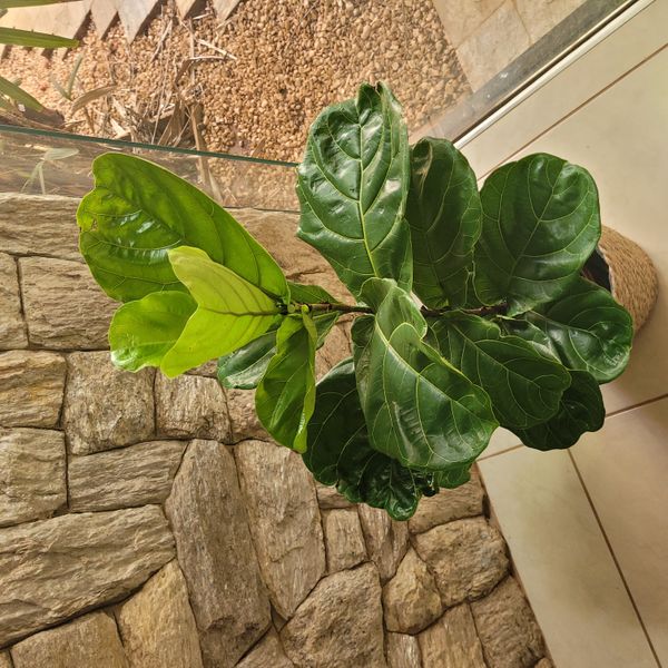 Identificação da planta Figueira-lira por foto