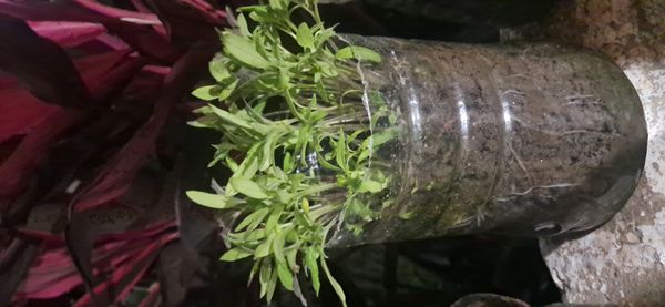Identificação da planta Segurelha por foto